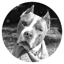 Colby - Chief Wellness Officer